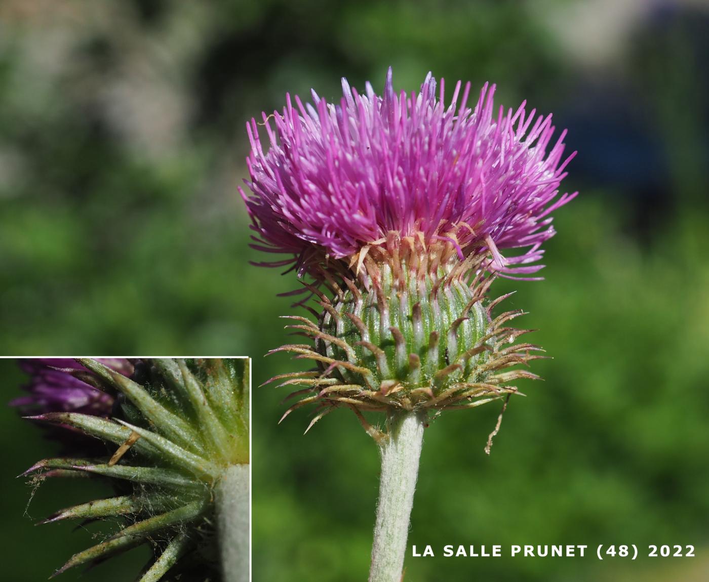 Thistle [blackening] flower